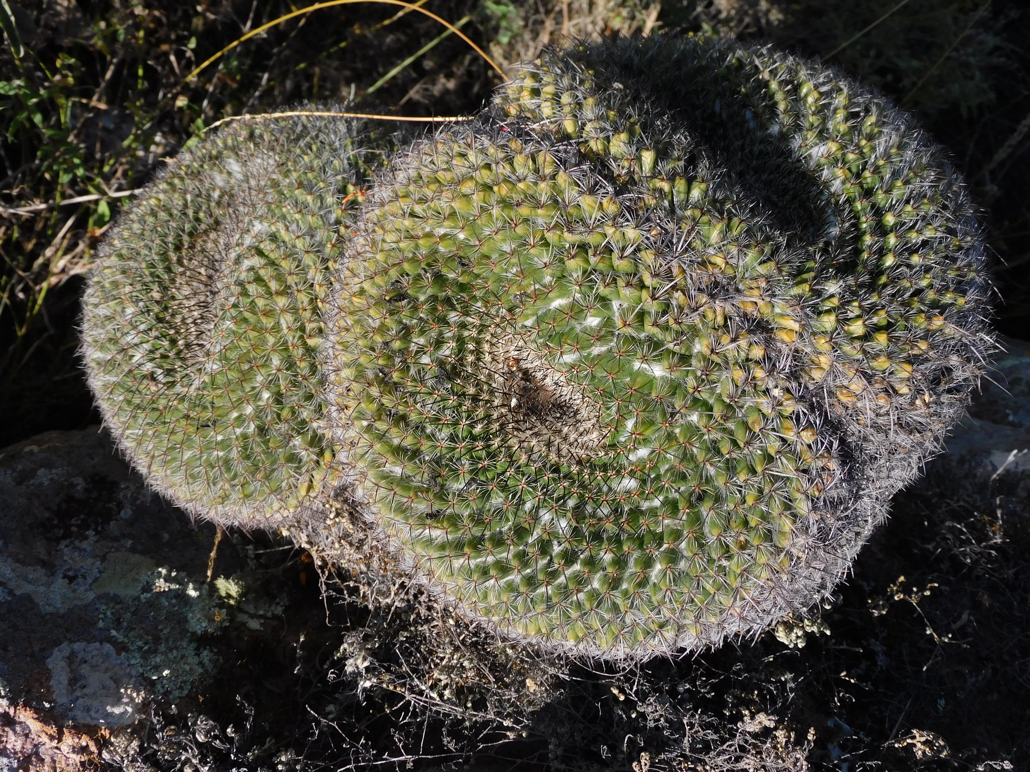 Mammillaria gigantea